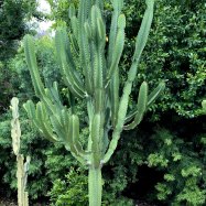 Euphorbia Ingens