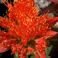 Blood Lily