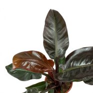 Imperial Red Philodendron
