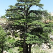 Cedar Of Lebanon
