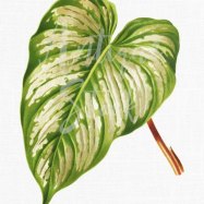 Blotched Philodendron