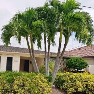 Manila Palm
