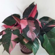 Philodendron Erubescens Pink Princess