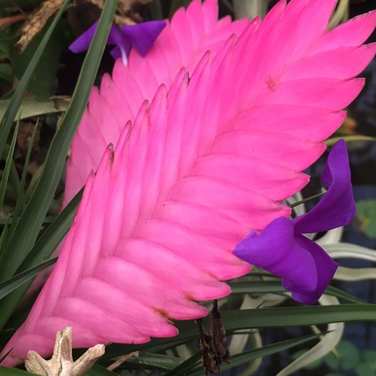 Pink Quill