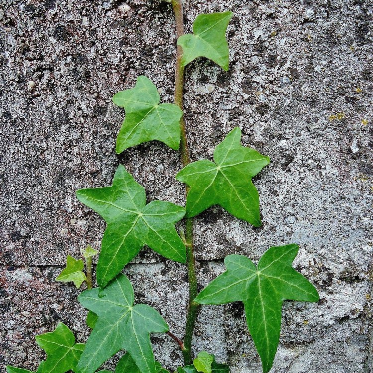 Common Ivy