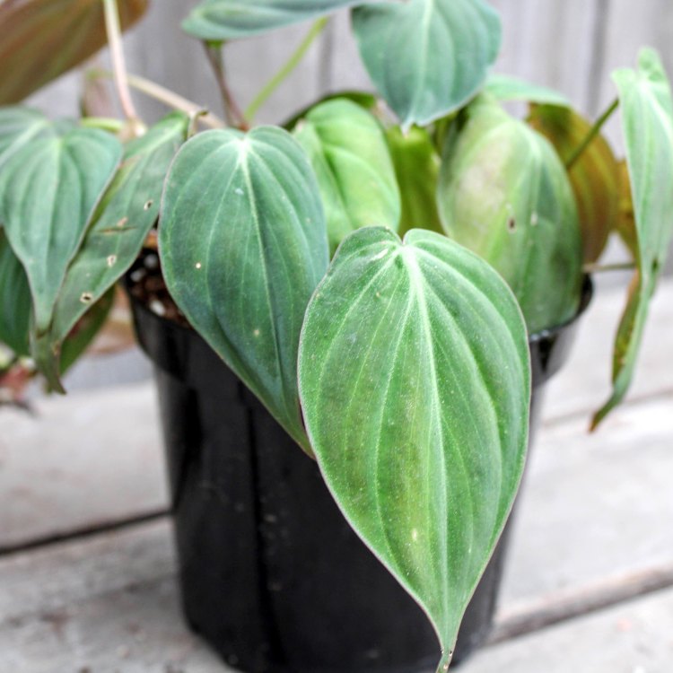 Philodendron Micans