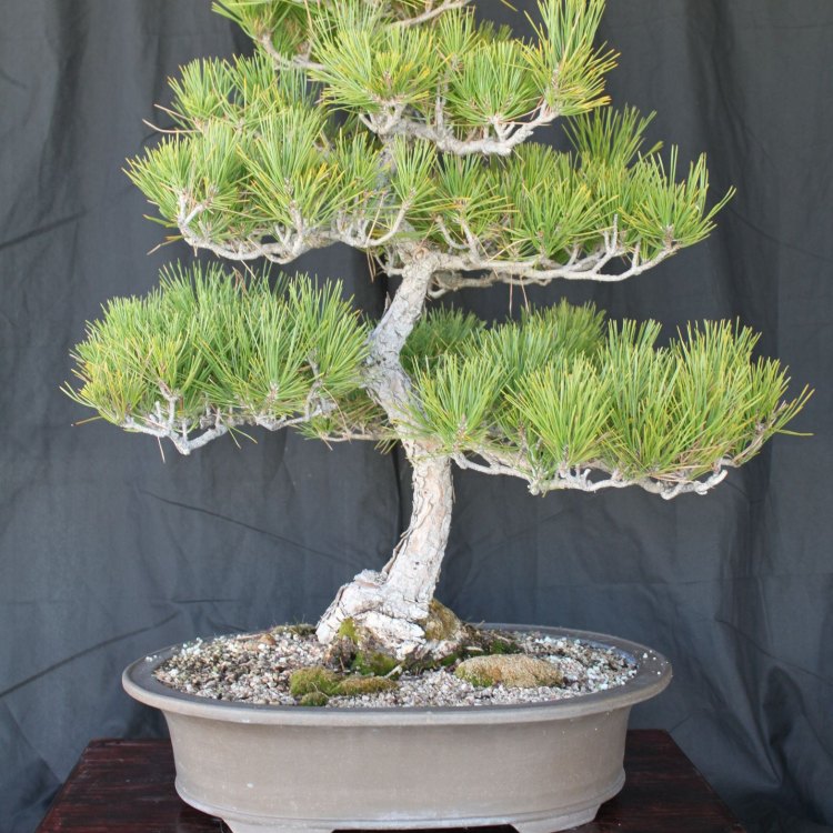 Bonsai Pine