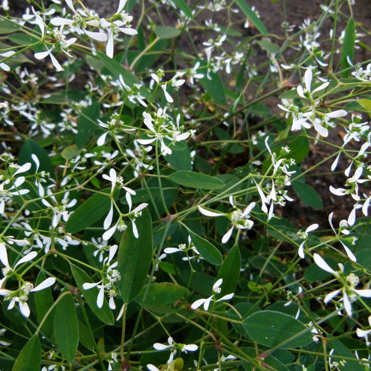 Diamond Frost Euphorbia