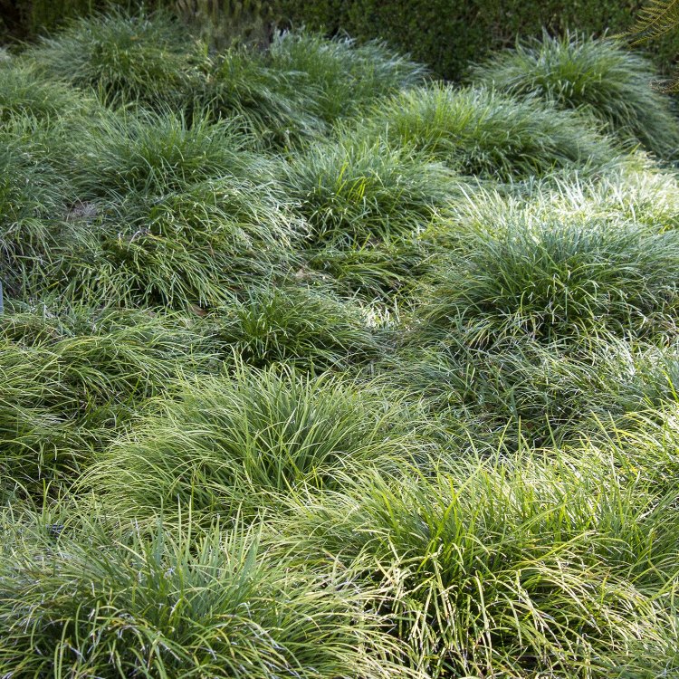 Mondo Grass