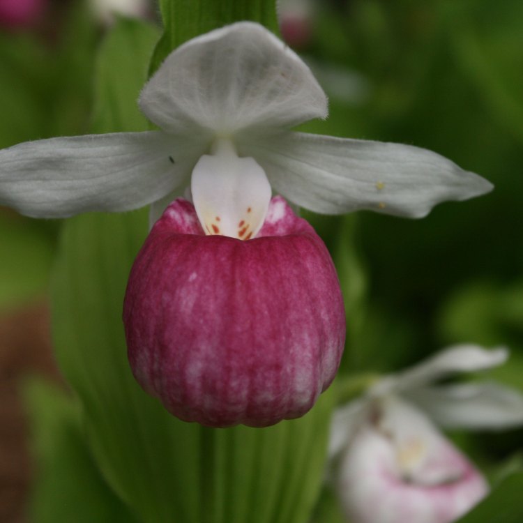 Showy Ladys Slipper Orchid
