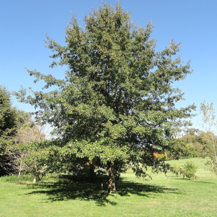 Shingle Oak