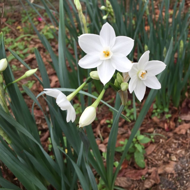 Paperwhite Narcissus