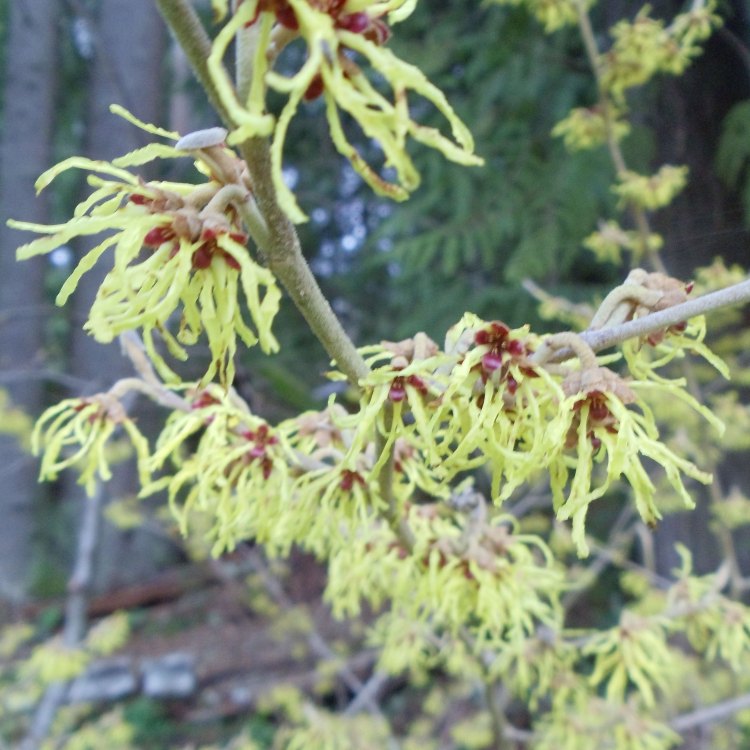 Arnold Promise Witch Hazel