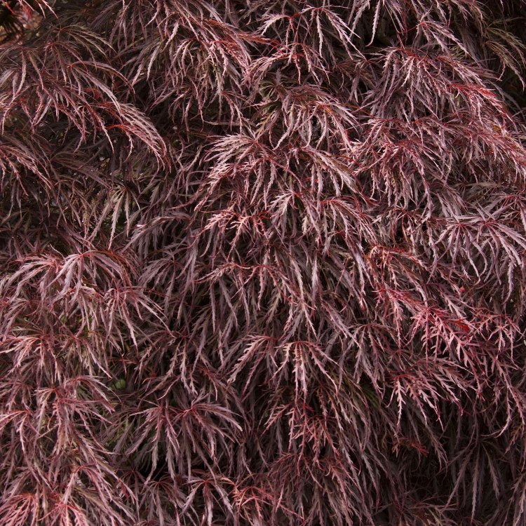 Crimson Queen Japanese Maple Tree