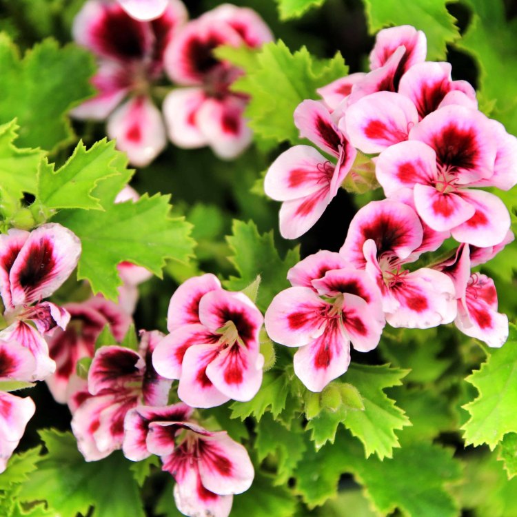 Scented Leaved Geraniums