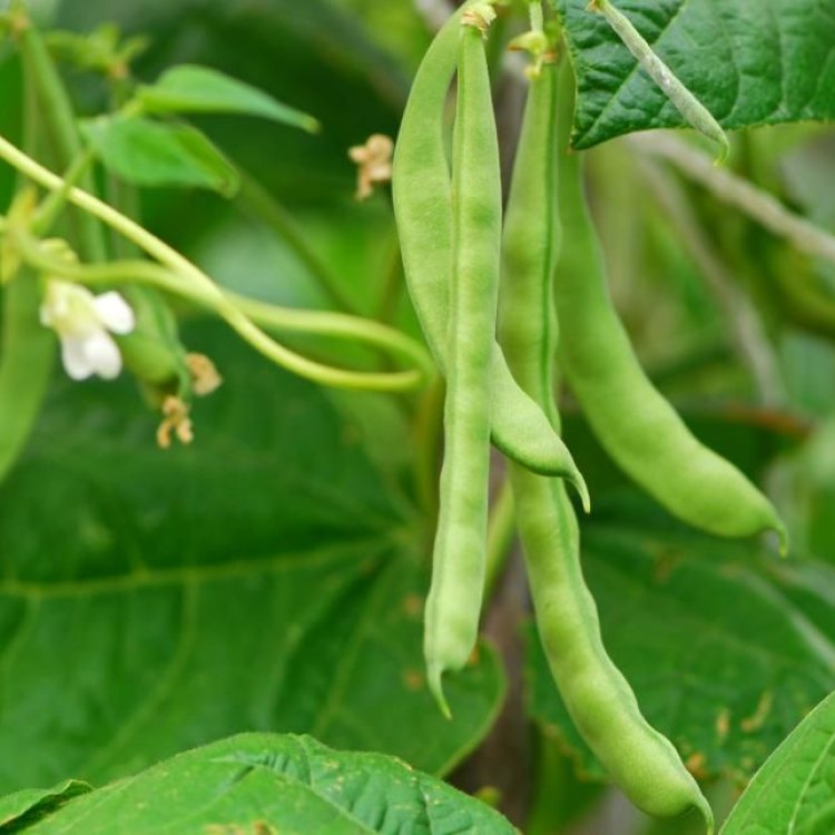 Bean Herb