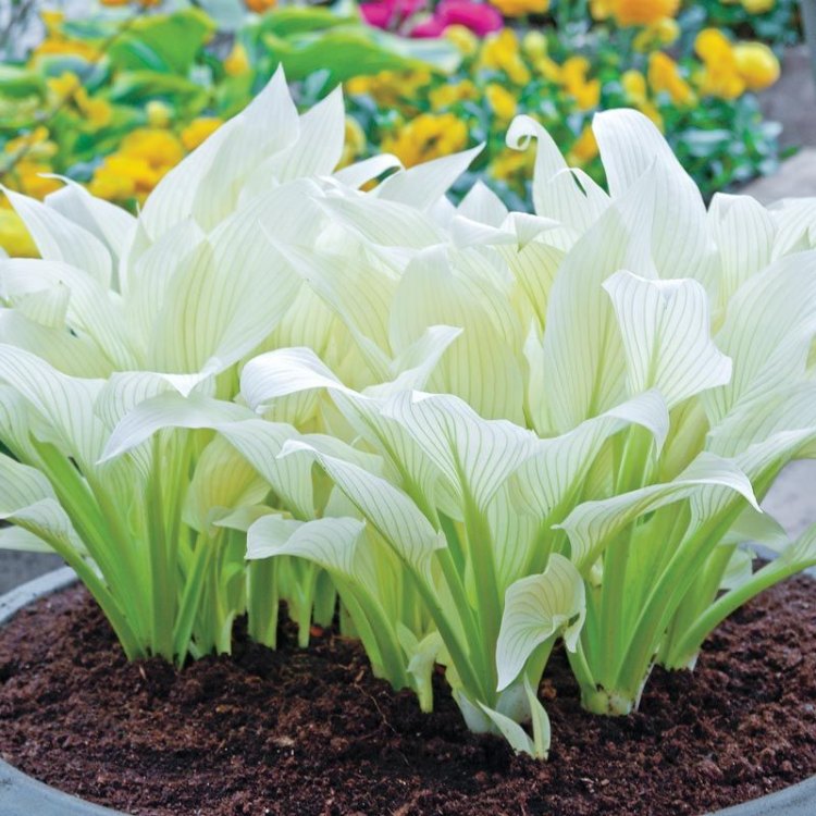 White Feather Plantain Lily