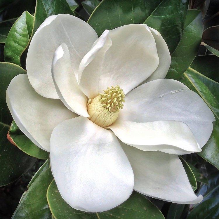 Anise Magnolia