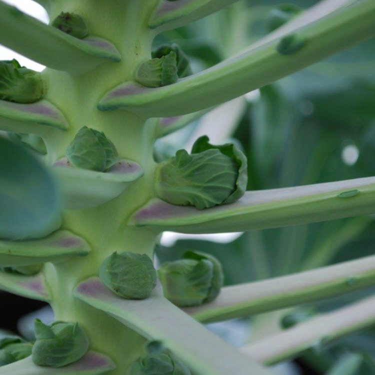 The Delicious and Nutritious Brussels Sprouts: A Powerhouse of Flavor and Health