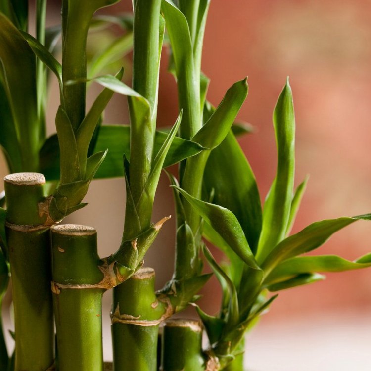 The Incredible World of Bamboo: A Versatile and Sustainable Plant