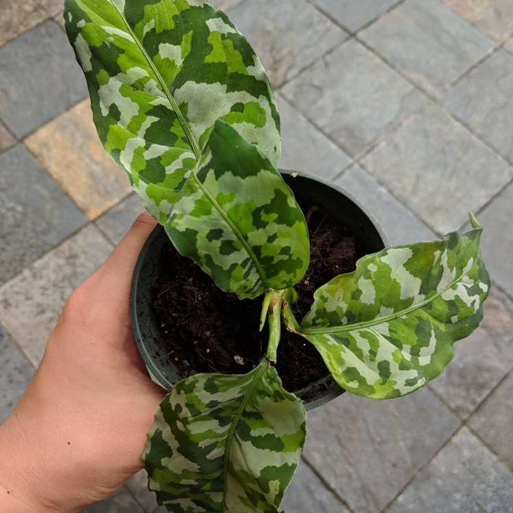 The Exotic Beauty of Aglaonema Pictum Tricolor: An Exclusive Look into a Tropical Treasure