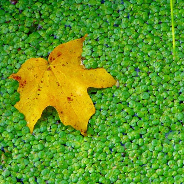 Duckweed: The Small but Mighty Aquatic Plant