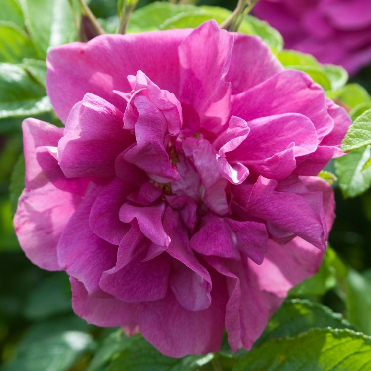The Majestic Beauty of the Rugosa Rose: A Delight for the Senses