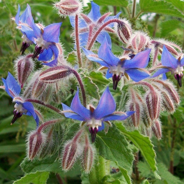 Borago Officinalis: The Blue Beauty that has Captivated Gardens for Centuries