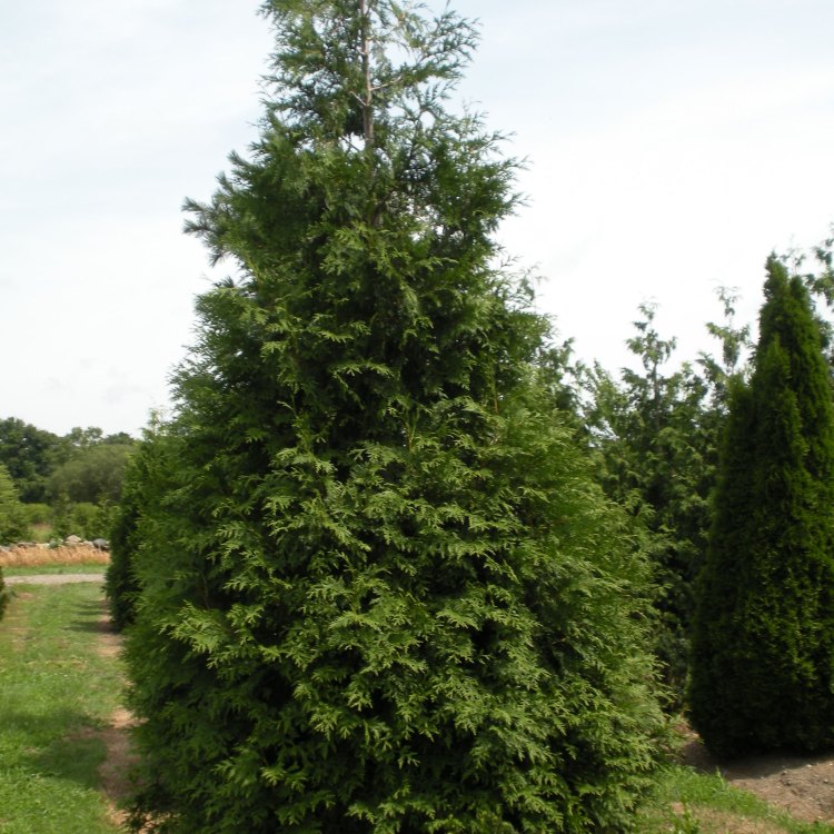 Green Giant Arborvitae: A True Giant in the Plant Kingdom