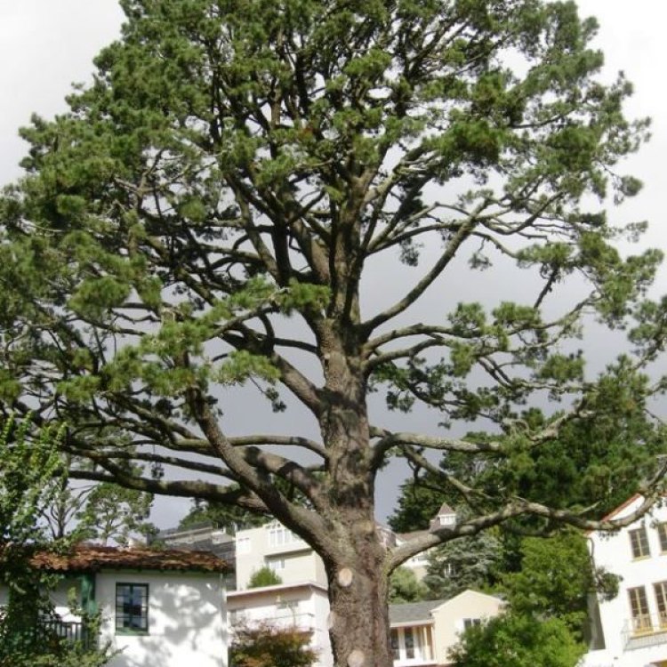 The Majestic Monterey Pine: An Iconic Coastal Beauty