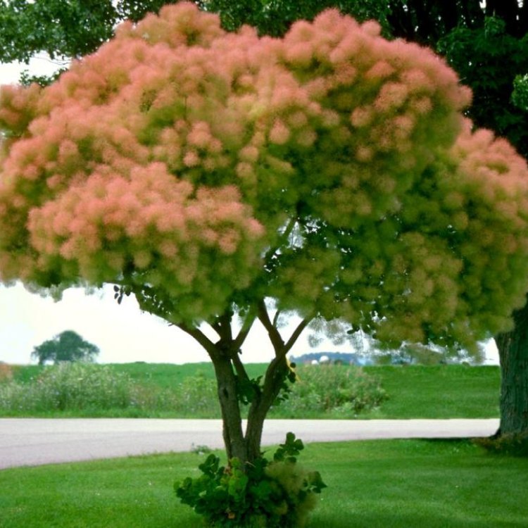 The Mystical Beauty of the Smoke Tree: Exploring the Enchanting Cotinus Coggygria
