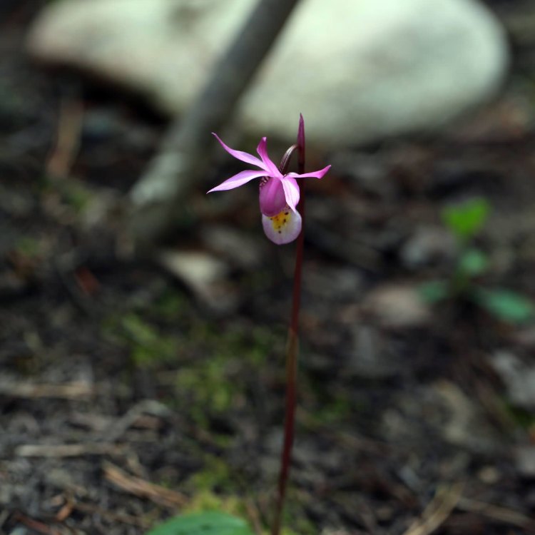 Calypso Orchid: The Enchanting Floral Wonder from the Forests of North America
