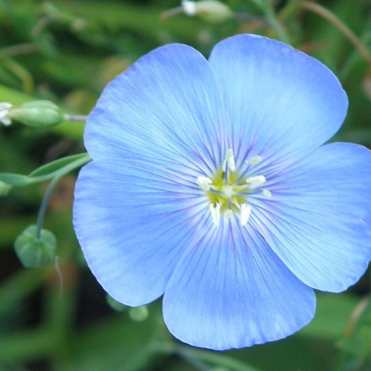 From Flax to Linen: Exploring the Remarkable Journey of Linum Usitatissimum