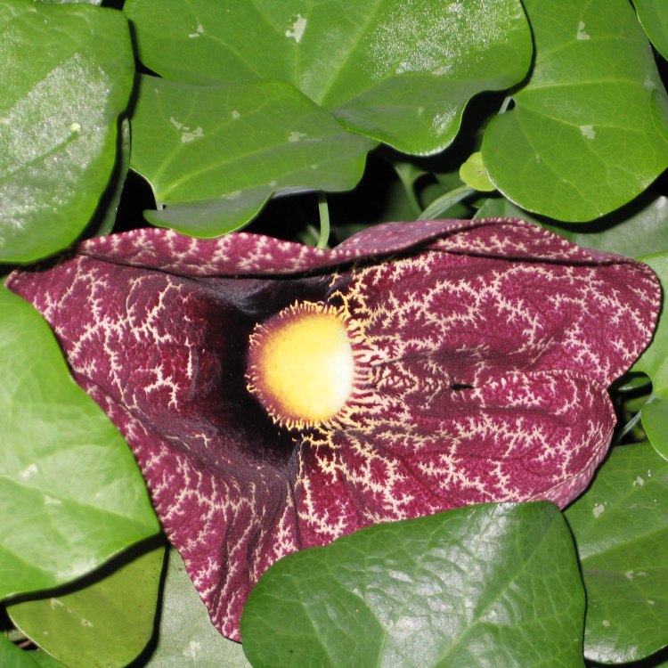 The Marvelous Dutchmans Pipe Vine: Connecting Nature and Art