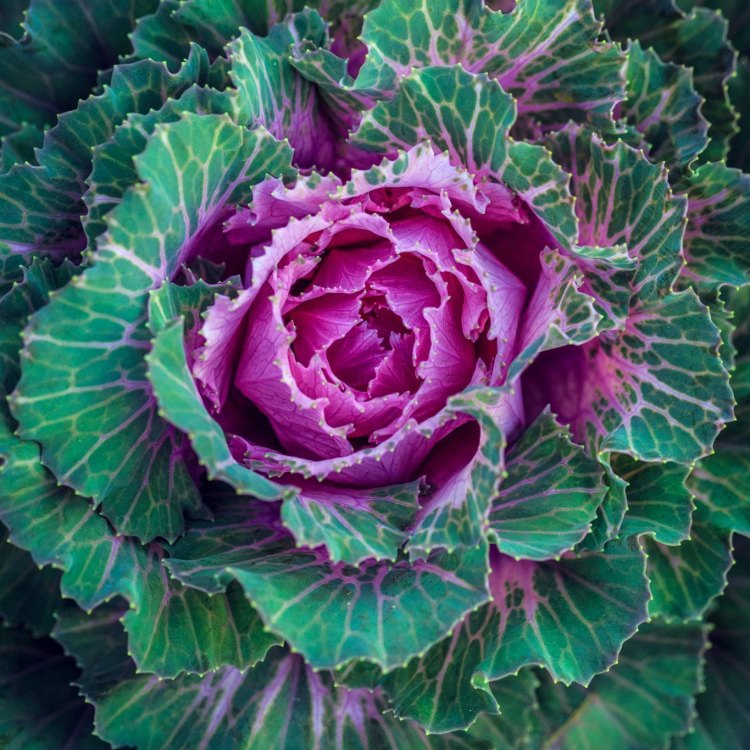 The Fascinating World of Ornamental Cabbage: Your Complete Guide