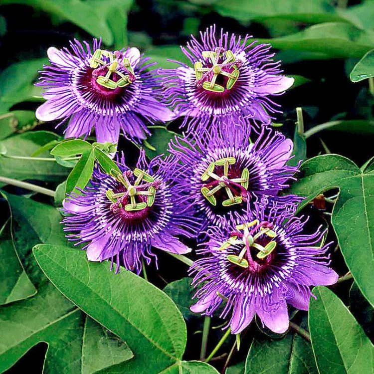 The Fascinating World of Passionflower: Unlocking its Mysteries