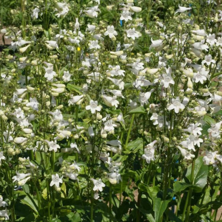 The Beautiful and Diverse World of Beardtongue: A Must-Have Plant for Your Garden
