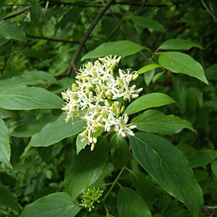Exploring the Beauty of Silky Dogwood: A Native North American Shrub