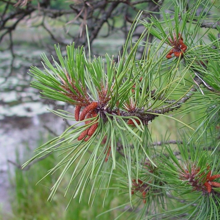 The Fascinating World of Pinus Rigida: The Hardy and Resilient Pitch Pine