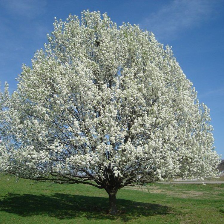 The Resilient Callery Pear Tree: A Delicate Beauty Found Worldwide