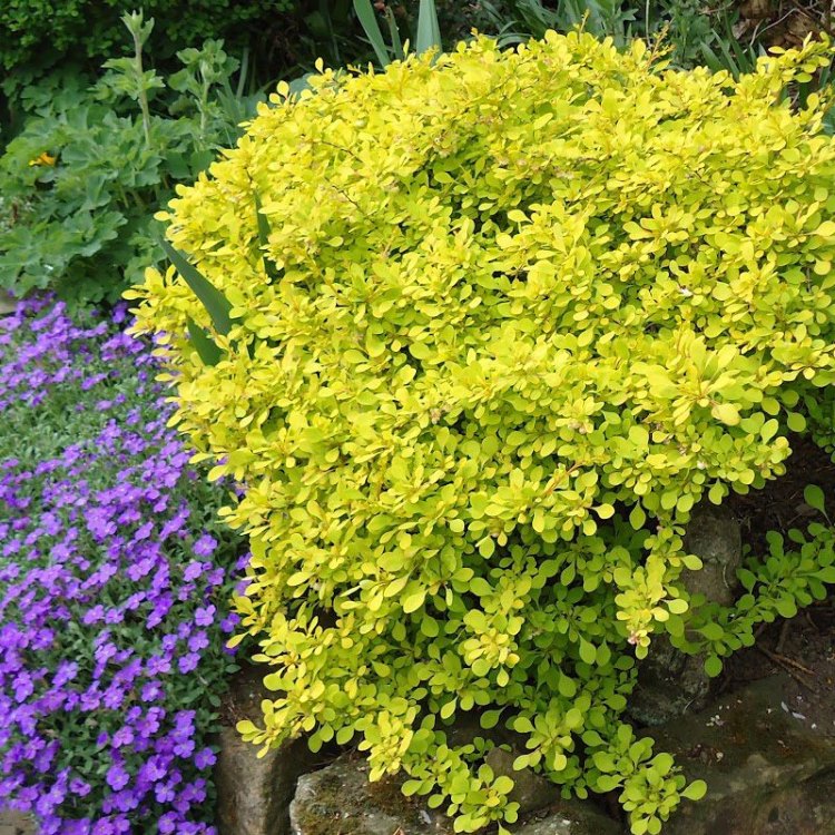 Golden Barberry: The Eye-Catching Shrub with Rich History and Stunning Features
