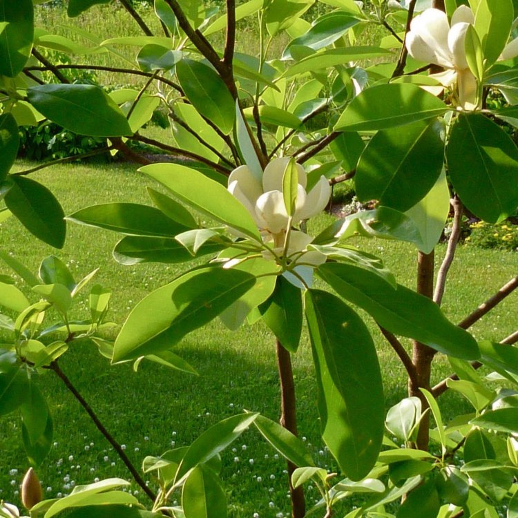The Whimsical Beauty of the Sweetbay Magnolia: A Guide to the Eastern United States Native Plant
