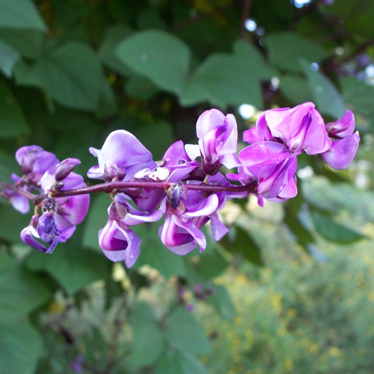 The Beautiful Purple Hyacinth Bean: A Marvel of Nature