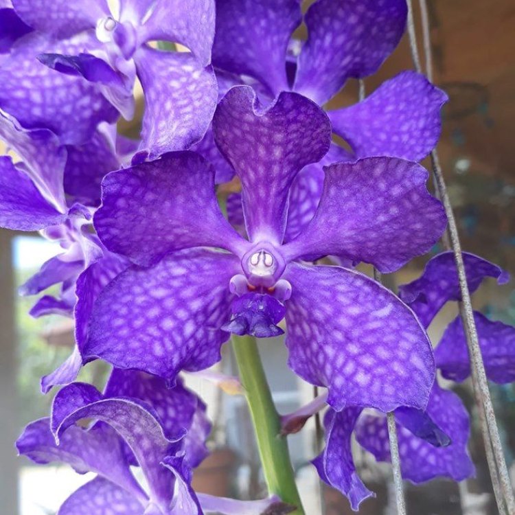 The Stunning Vanda Orchid: A Tropical Treasure of Southeast Asia