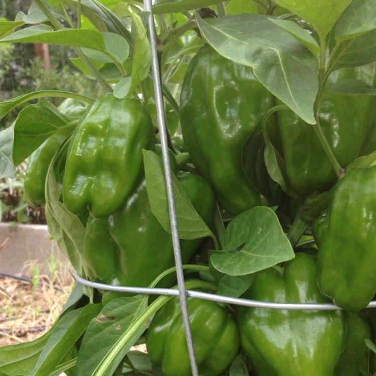 Bell Pepper: The Colorful and Versatile Plant