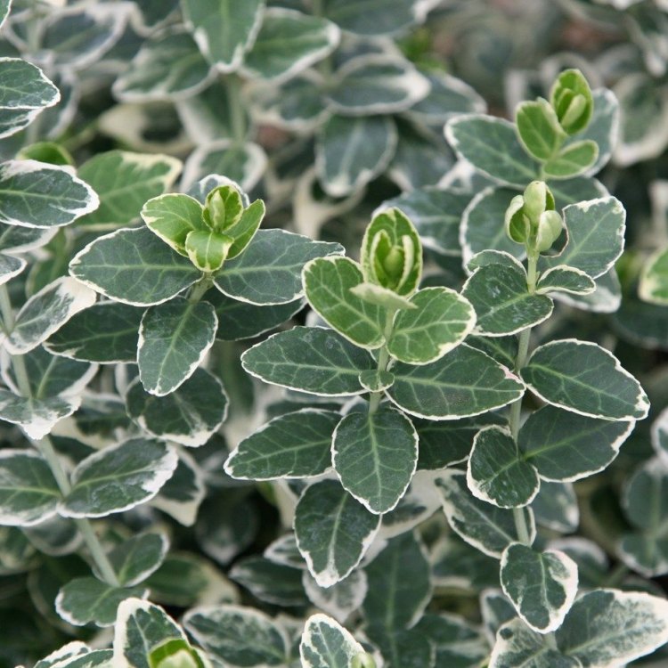 The Stunning and Versatile Emerald Gaiety Euonymus: A Must-Have Plant for Your Garden
