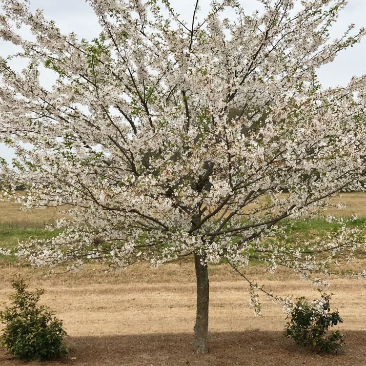 The Delicate Beauty of the Yoshino Cherry Tree