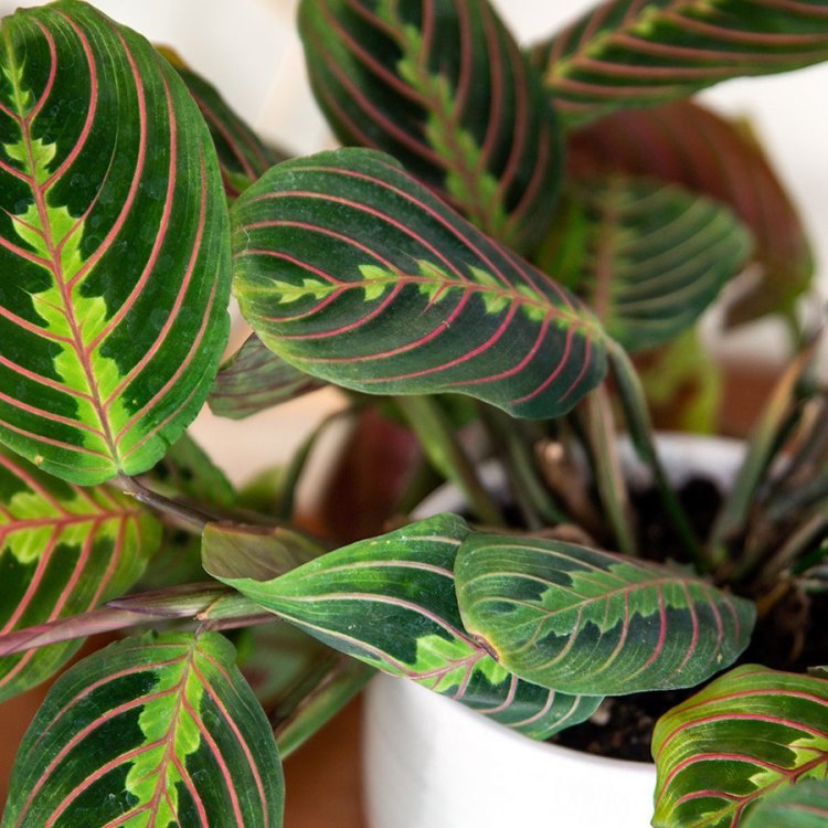 The Amazing Features of the Prayer Plant: A Beautiful Addition to Your Indoor Space