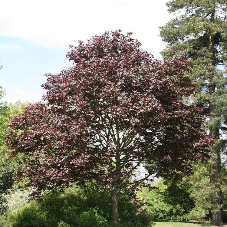The Majestic Crimson King Norway Maple: A Purple Wonder in the Plant Kingdom