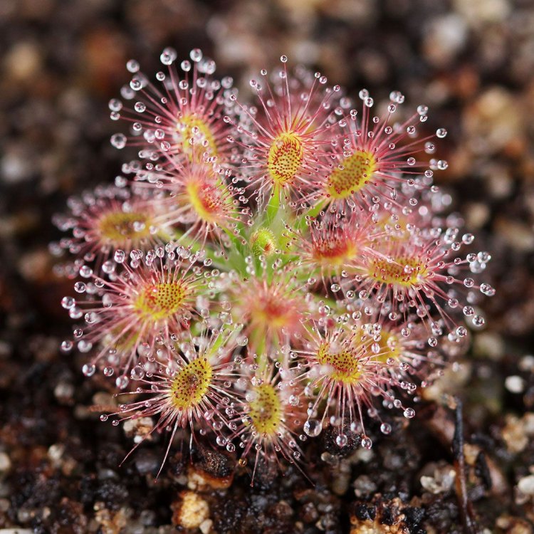 Sundew: The Carnivorous Plant that Thrives in Wetlands